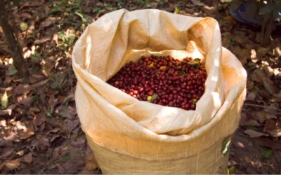 Brasil apunta a cosecha récord de café, pese a sustos por heladas