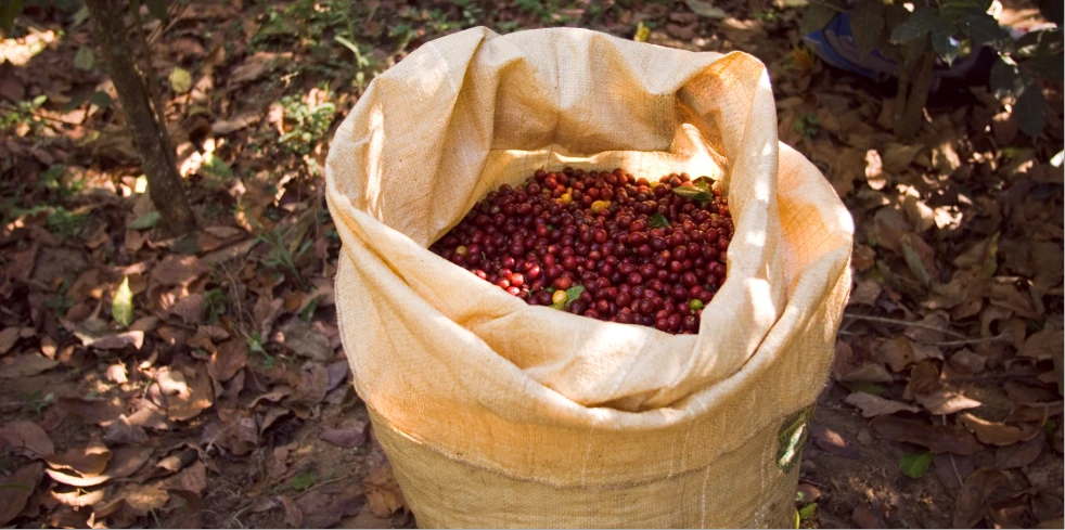 brasil_apunta_a_cosecha_record_de_cafe_pese_a_sustos_por_heladas