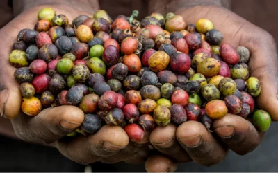El boom cafetero en North Rift (Kenia) genera debate sobre seguridad alimentaria