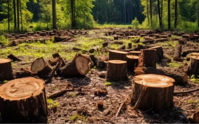 UE aclara reglas para la importación de café sin deforestación