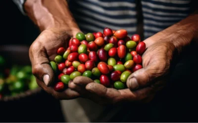 USDA prevé menor cosecha de café en Colombia por clima y regulaciones