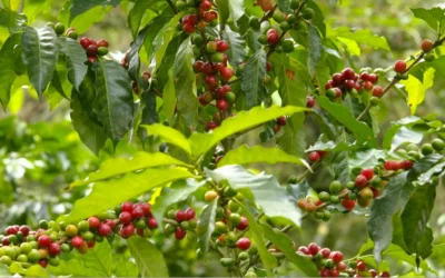 Vietnam frena comercio de café por baja oferta y lluvias intensas